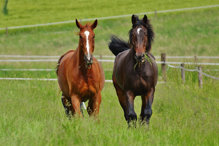 Two horses in a field.