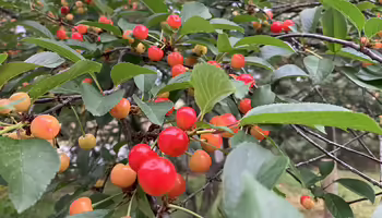 cherries