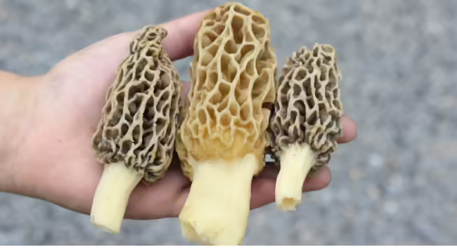 Three morel mushrooms