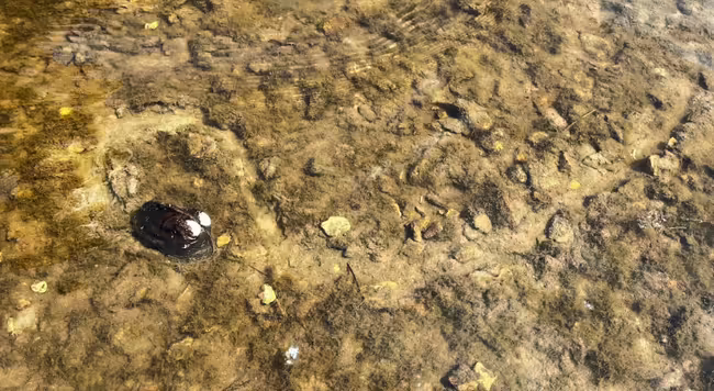 mussel in sand substrate