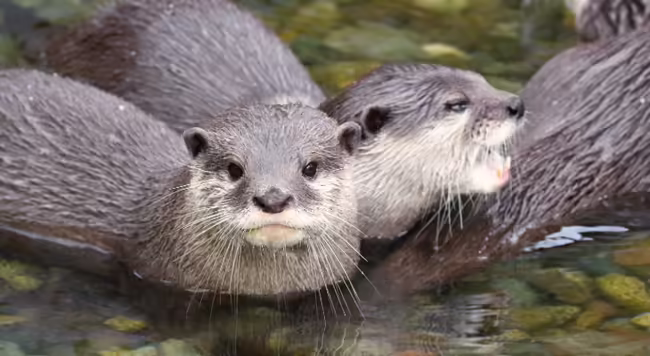 two american river otters in water