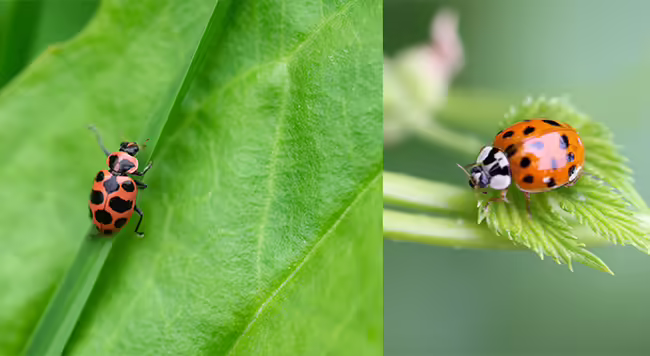 two red insects, a lady bug and a lady beetle. 